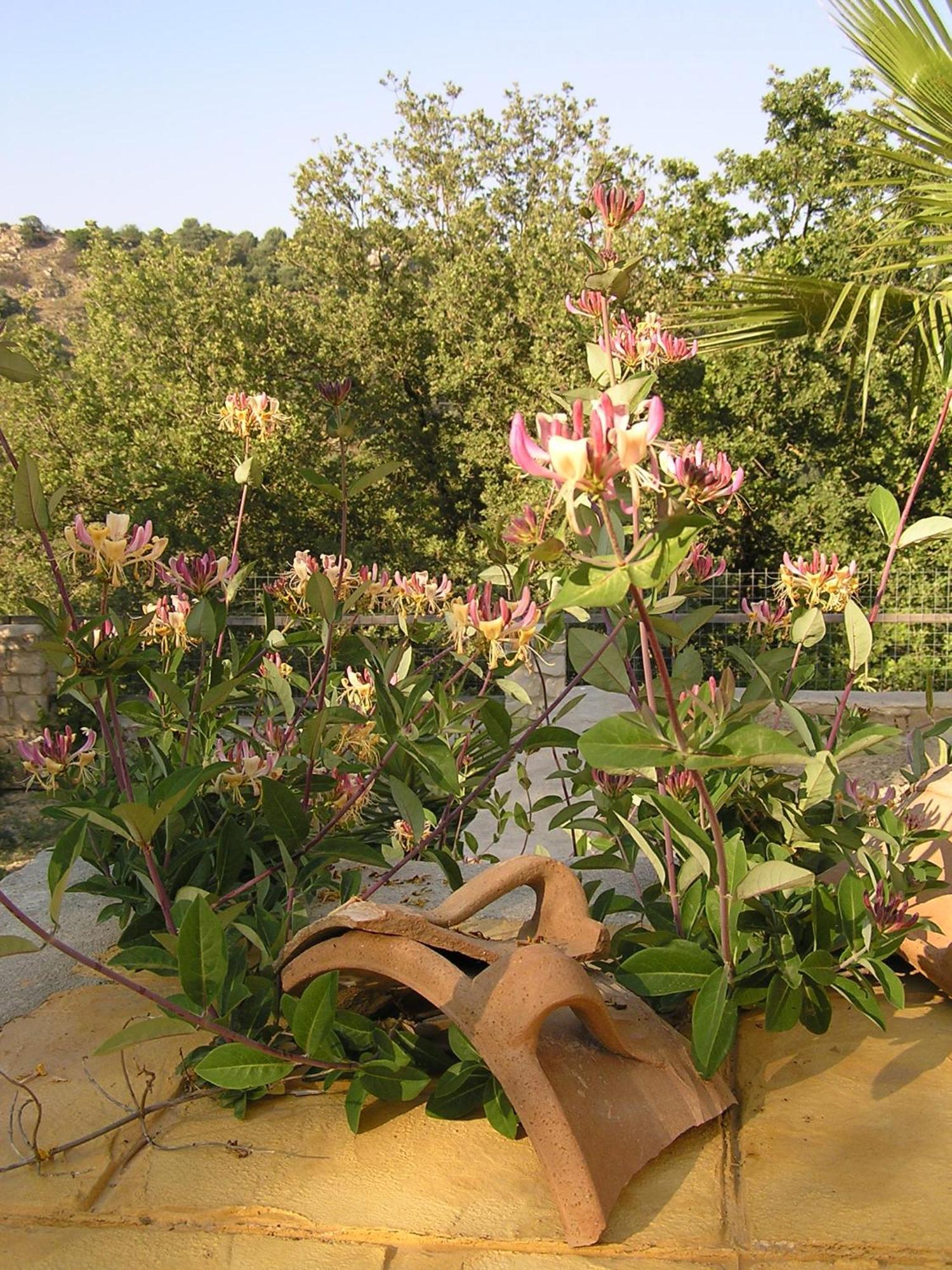 Stratos Villas Kaloniktis Rom bilde